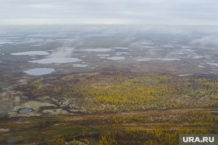 ПАО «Газпром» арендовал на пять лет два лесных участка в границах Пурпейского участкового лесничества