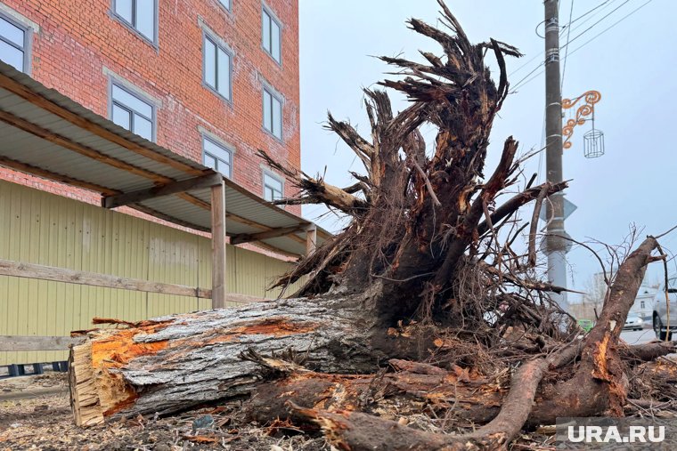 Курганцы возмутились сносом деревьев по улице Куйбышева. Видео