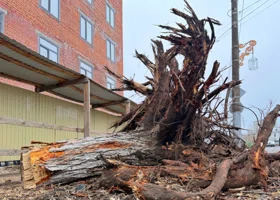 Курганцы возмутились сносом деревьев по улице Куйбышева