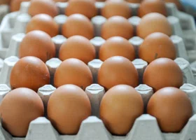 Ученый раскрыл неожиданную пользу некоторых яиц