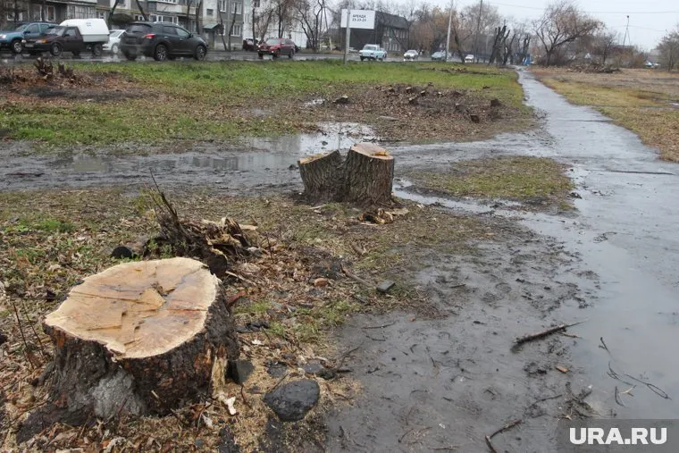 В Кургане планируют высаживать больше деревьев взамен вырубленных