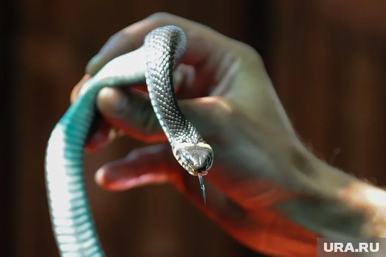 В Пермском крае встречаются обыкновенные гадюка, медянка и уж, а также водяной уж