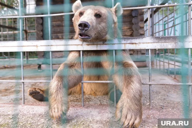 Два зверя погибли, еще одну медведицу чудом удалось спасти ветеринарам