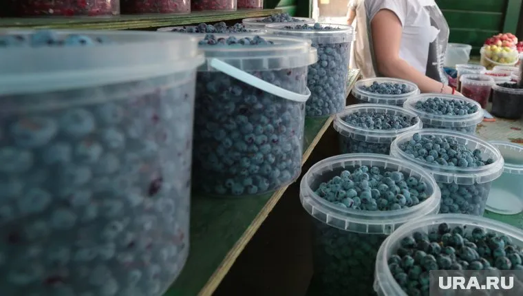 Черники в Красновишерске будет море