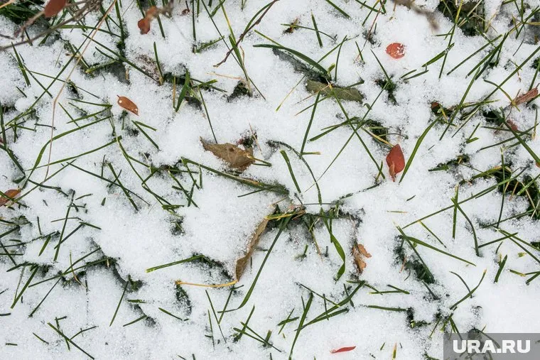 Покос травы на предприятии объяснили плановыми работами