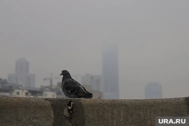 Смог задержится в регионе до 19:00 21 сентября
