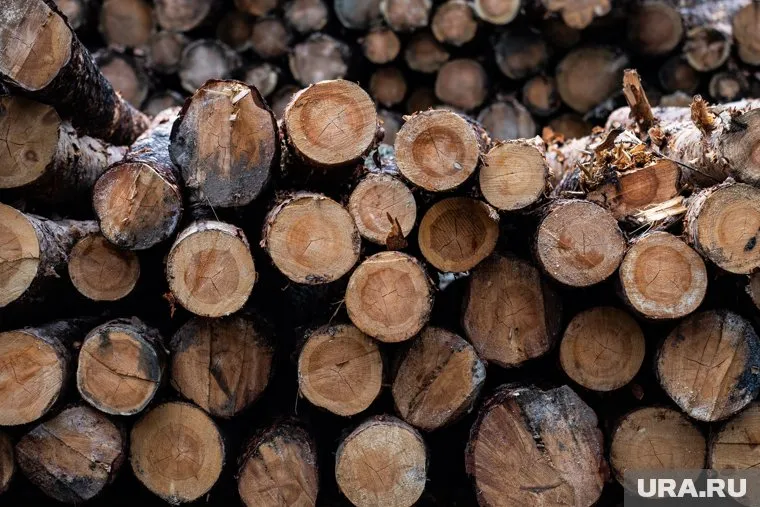 ОПГ незаконно рубила лес на территории двух лесничеств