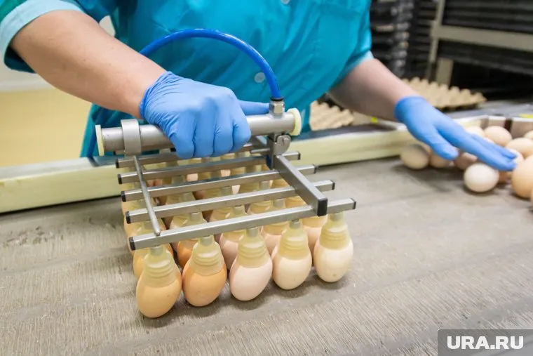 ФАС проверяет четыре тюменские птицефабрики