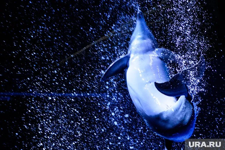 Ветврачи Краснодарского края связывают гибель дельфинов и птиц с холодами и отсутствием корма (архивное фото)