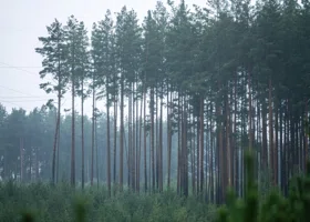 Привязанный к дереву труп без головы обнаружили в свердловском лесу
