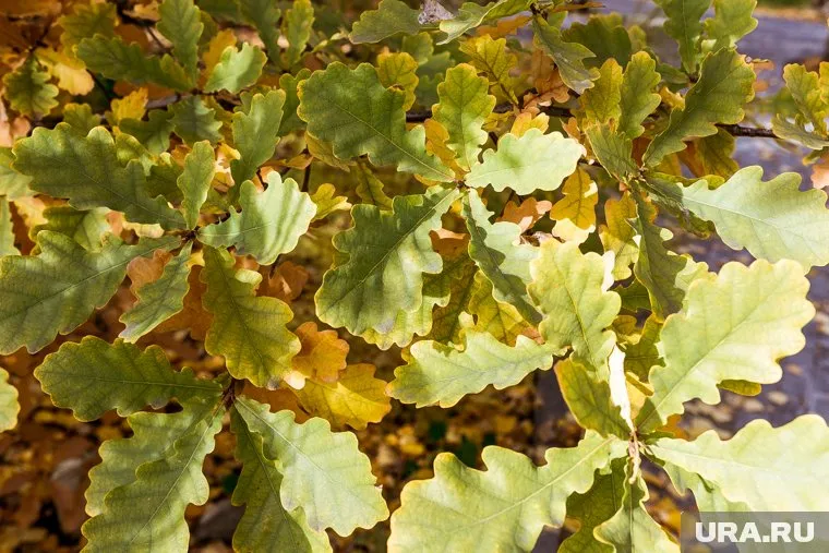 Дерево произрастает по улице революции