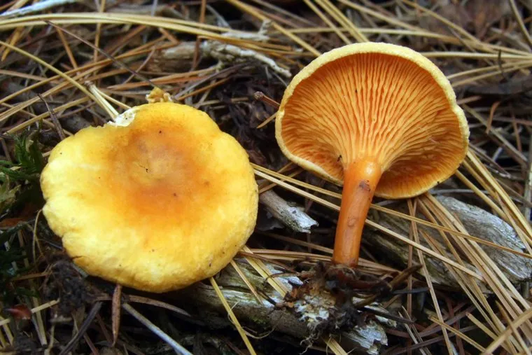 Ложная лисичка.stock