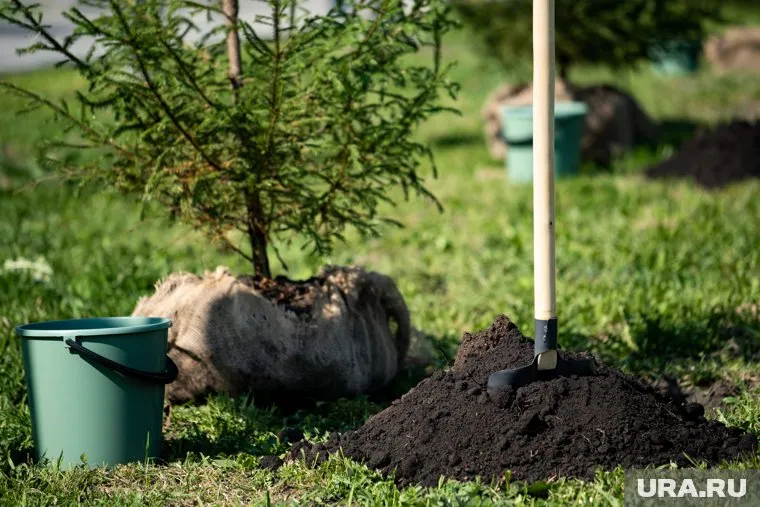 Саженцы пытались увезти в Киргизию