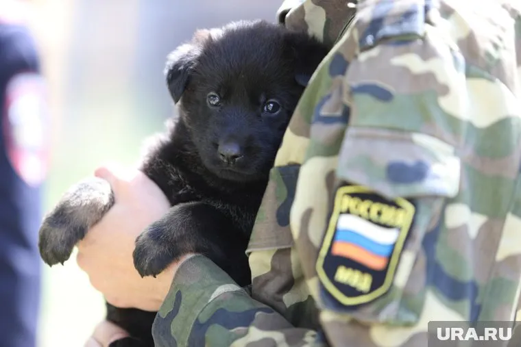 На передовой заботятся о щенках