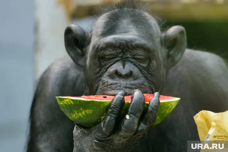 Из-за аномально жаркой погоды и отсутствия дождей в России могут подорожать арбузы и дыни