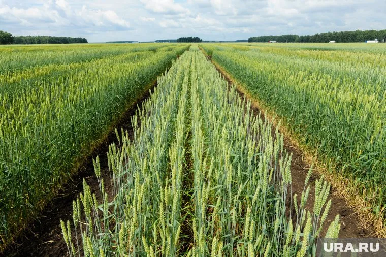 Повышение утильсбора на технику может привести к подорожанию сельхозпродукции.