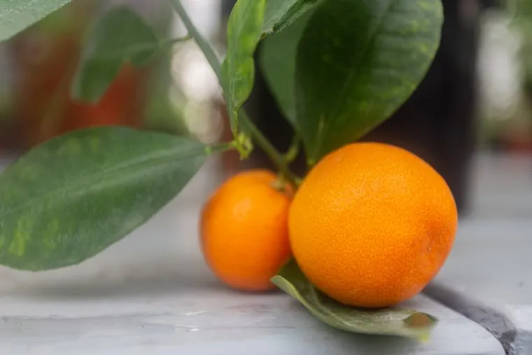 Глава Екатеринбурга в Кировском районе. Екатеринбург