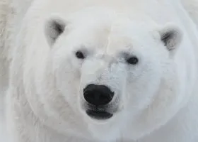 Чиновники рассказали, когда в Арктике начнут добывать черное золото