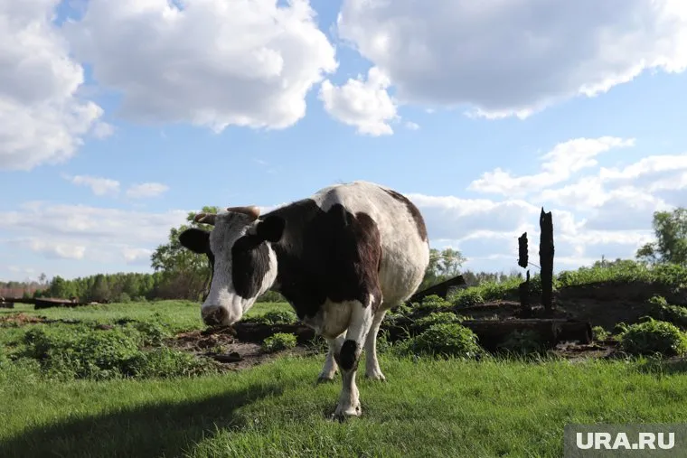 Челябинец получил грант в Курганской области для организации сельскохозяйственного бизнеса