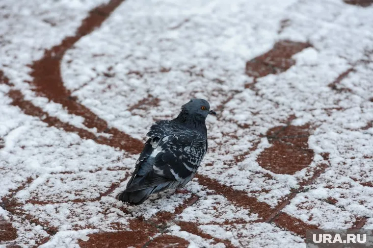 В столице региона похолодает до 10-12 градусов