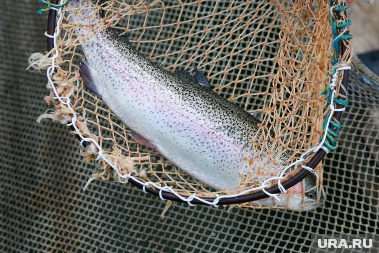 Рыба не выдержала повышения температуры воды в водохранилище (архивное фото)