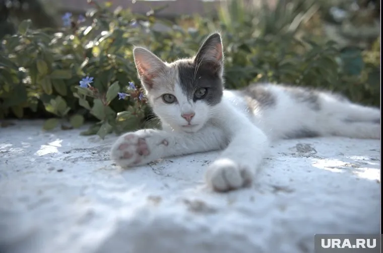 Мася лишилась части хвостика, но с ней все в порядке (архивное фото)