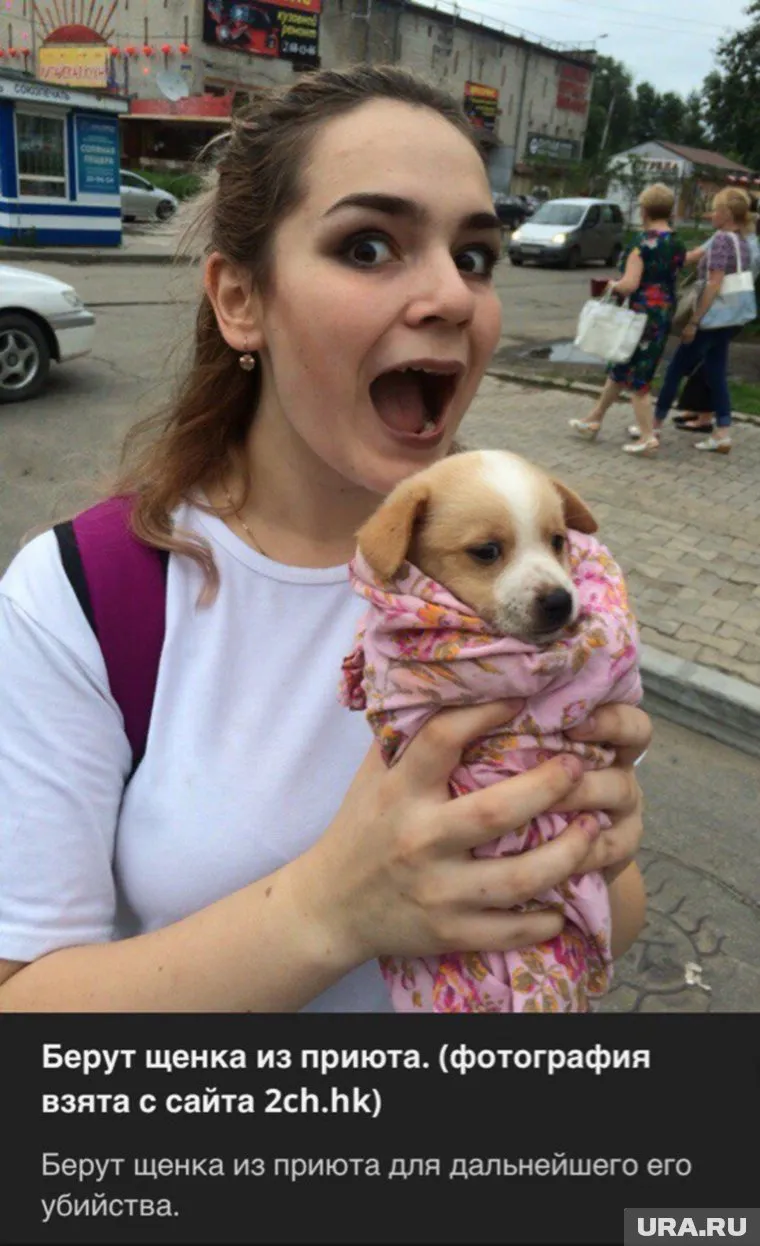 Живодерки брали из приюта собак, чтобы их убивать