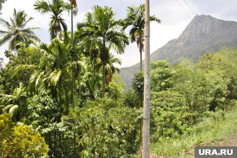 Стендап-комик Филипп Воронин покинул реалити «Звезды в джунглях»