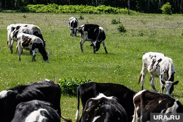 Животные в отсутствие монахинь могли остаться без ухода
