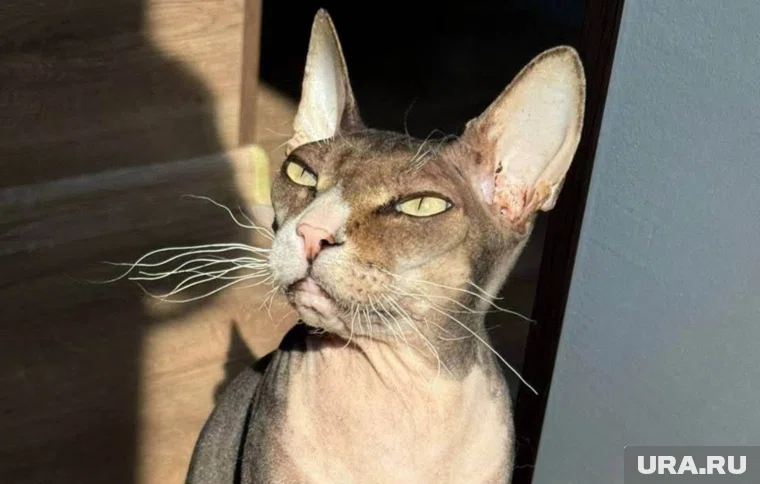 Кот поджег квартиру в Петербурге