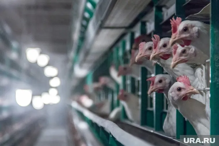 Неприятный запах принесло в город ветром с птицефабрик