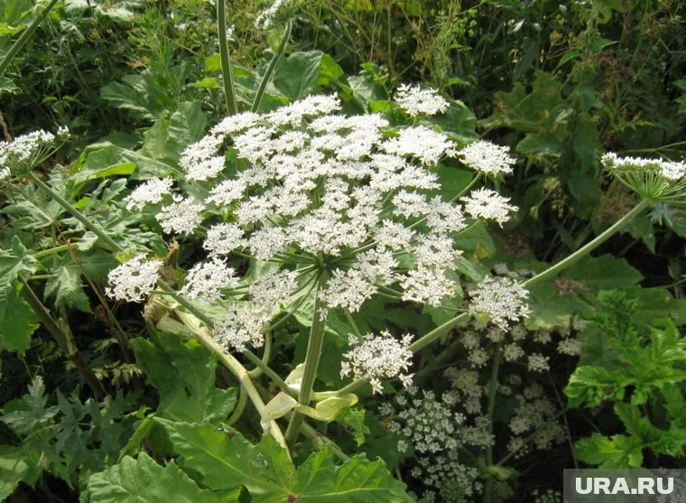 Сорняк занимает огромные территории