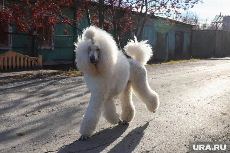 Пудель - одна из пород, подходящих для владельцев-новичков