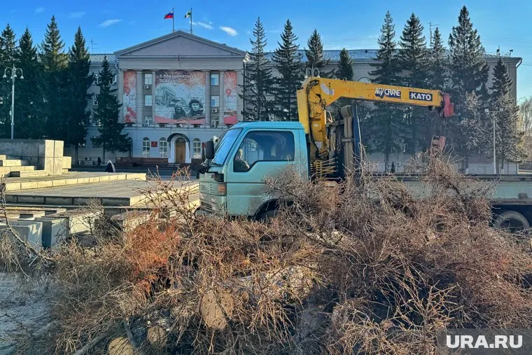 Ель срубили 8 ноября