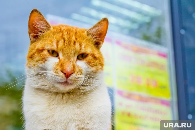 У кота-бизнесмена есть собственный аккаунт в Instagram