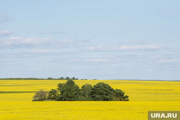 Посевных площадей под рапс в Тюменской области катастрофически не хватает
