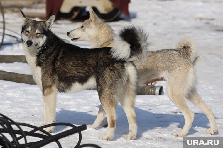 Мальчик шел в школу, когда на него набросился бездомный пес
