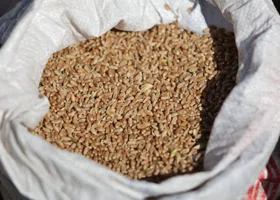 В Курганской области сократился экспорт зерна в Китай