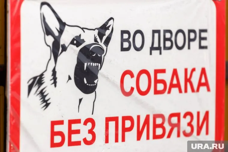 Собаку породы пти-брабансон загрызла соседская овчарка