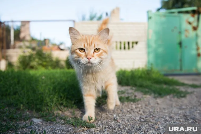 За кота готовы были заплатить, но авиакомпания не согласилась
