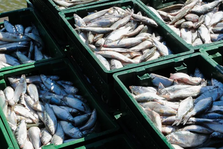 Рыболовное хозяйство ООО Балык. Челябинская область. Кунашак