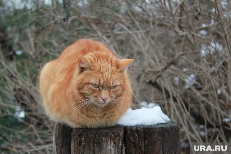 Кота обнаружили замерзшим насмерть (архивное фото)