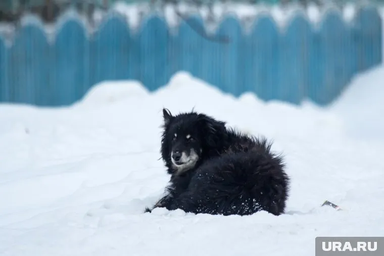 Часть животных погибли на городских улицах, после чего их тела сложили в контейнер