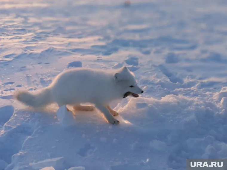 Белоснежный песец оставил рыбака почти без улова