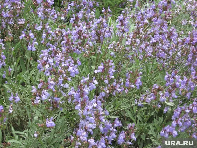 Шалфей лекарственный издревле применяют в народной медицине, но его признают и современные врачи
