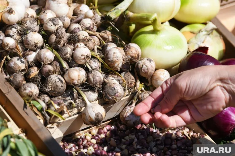 Садоводам озвучили самый благоприятный день октября