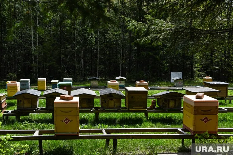 Потерпевшая сторона предложила перенести ульи от газопровода (архивное фото)
