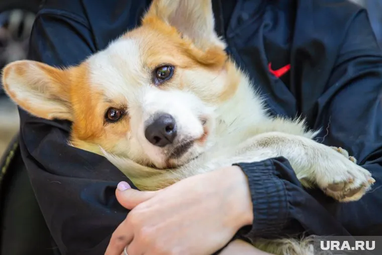 Женщина получила 350 тысяч рублей на открытие салона красоты для животных