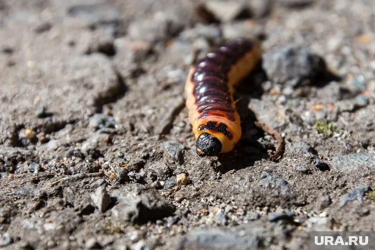 Россиянам предложили есть гусениц и стрекоз