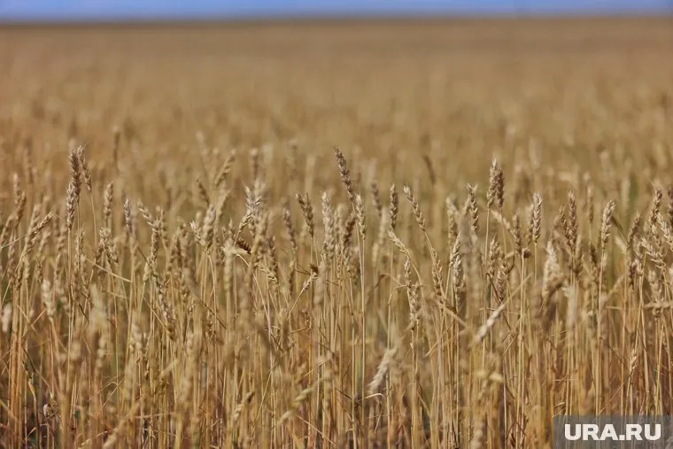 Пшеницу не проверяли на токсичные элементы